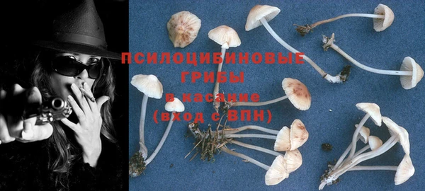 шишки Белокуриха